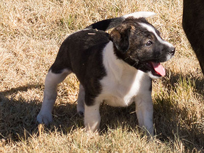 Ginger-Tac pups