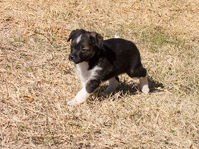 Ginger-Tac pups