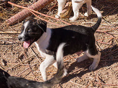 Ginger-Tac pups