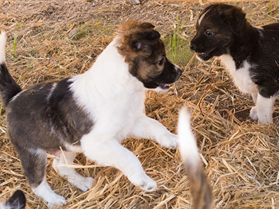 Ginger-Tac pups