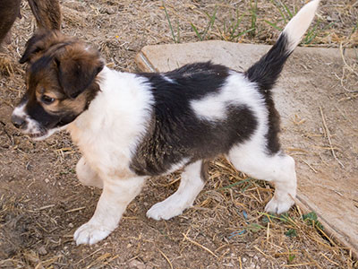 Ginger-Tac pups