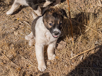 Ginger-Tac pups