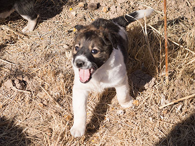 Ginger-Tac pups