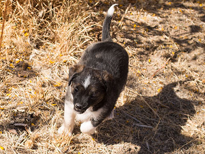 Ginger-Tac pups