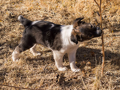 Ginger-Tac pups