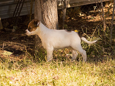 Ginger-Tac pups