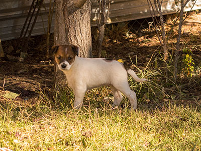 Ginger-Tac pups