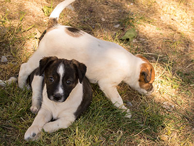 Ginger-Tac pups