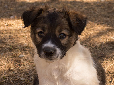 Ginger-Tac pups