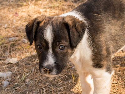 Ginger-Tac pups