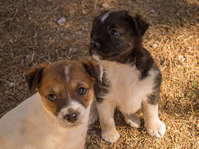 Ginger-Tac pups