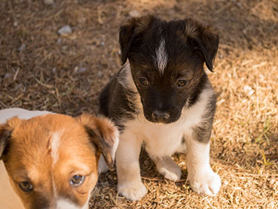 Ginger-Tac pups