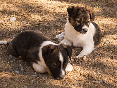 Ginger-Tac pups