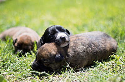 Bo-Atom Ant pups