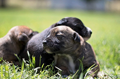 Bo-Atom Ant pups