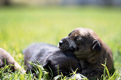 Bo-Atom Ant pups