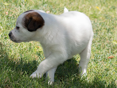 Ginger-Tac pups