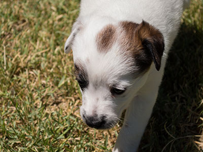 Ginger-Tac pups