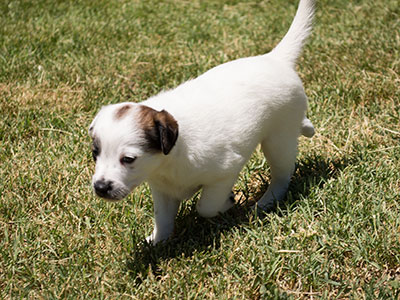 Ginger-Tac pups