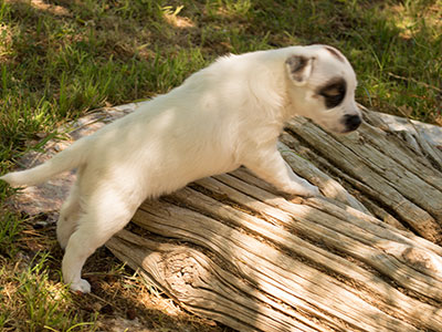 Ginger-Tac pups