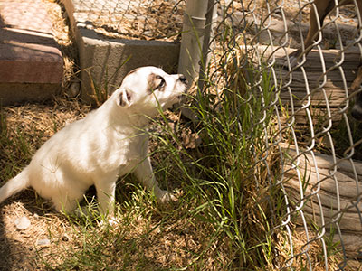 Ginger-Tac pups