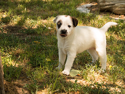 Ginger-Tac pups