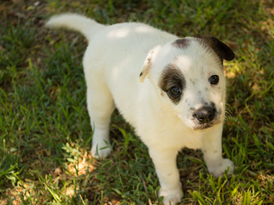 Ginger-Tac pups