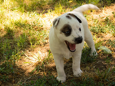 Ginger-Tac pups