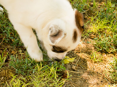 Ginger-Tac pups