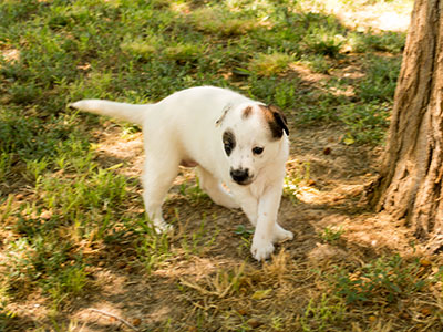 Ginger-Tac pups