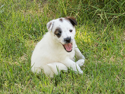 Ginger-Tac pups