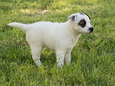 Ginger-Tac pups