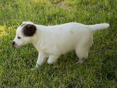 Ginger-Tac pups