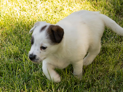 Ginger-Tac pups