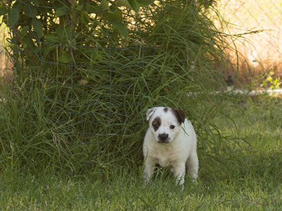 Ginger-Tac pups