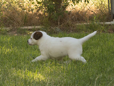 Ginger-Tac pups