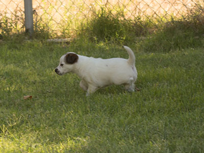 Ginger-Tac pups