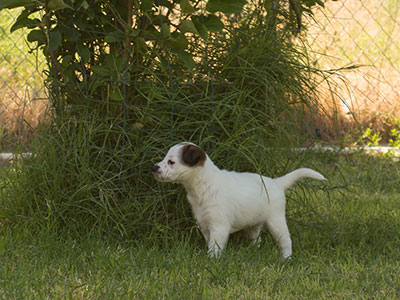 Ginger-Tac pups